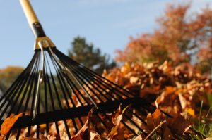 Fall Organizing