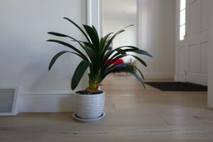 How to Maintain Houseplants