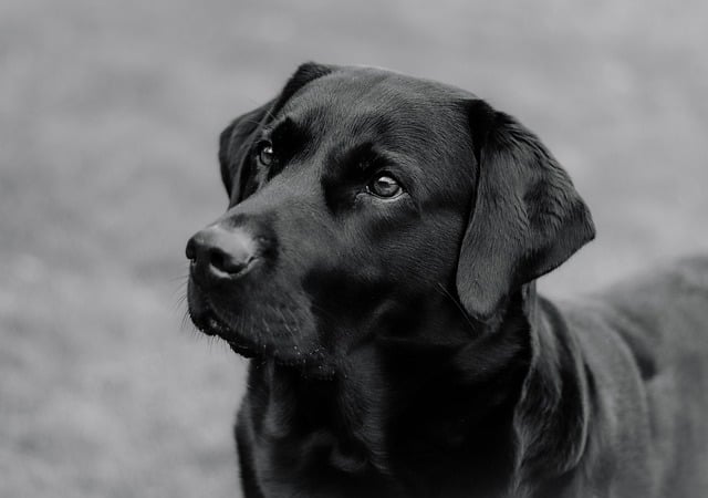 Cleaning with Dogs in Your Life