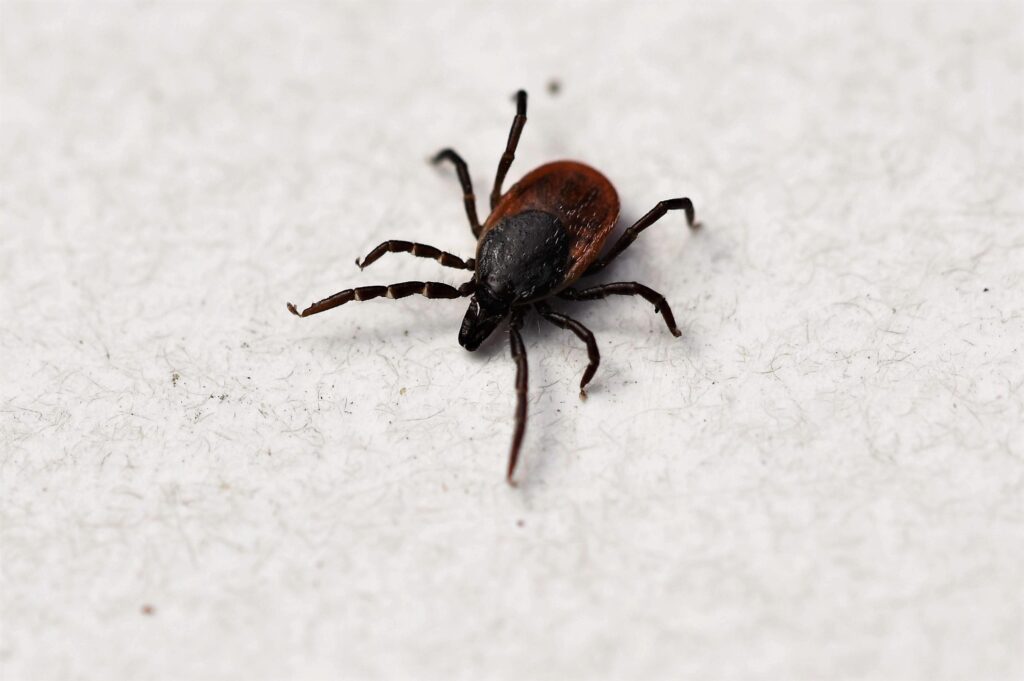Stick it to the Ticks